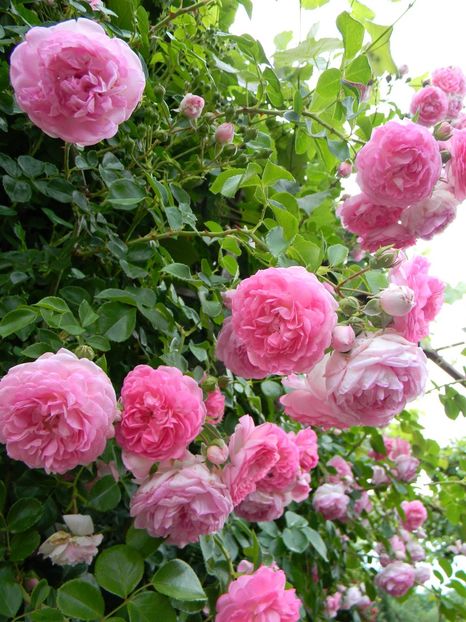  - Trandafiri urcatori 2018