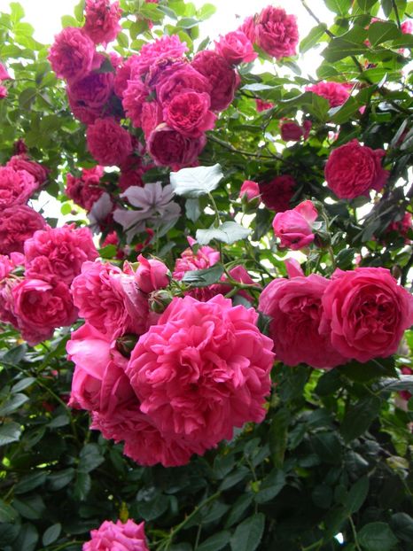  - Trandafiri urcatori 2018