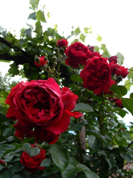  - Trandafiri urcatori 2018