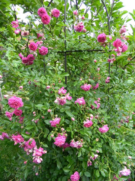  - Trandafiri urcatori 2018