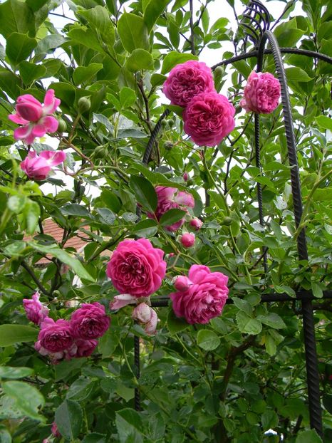  - Trandafiri urcatori 2018