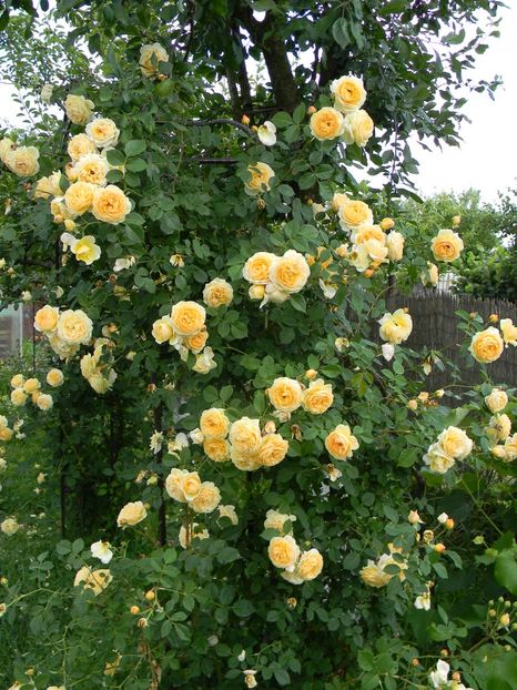  - Trandafiri urcatori 2018