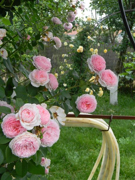  - Trandafiri urcatori 2018