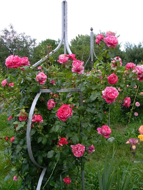 Ines sastre - Trandafiri urcatori 2018