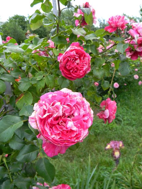  - Trandafiri urcatori 2018