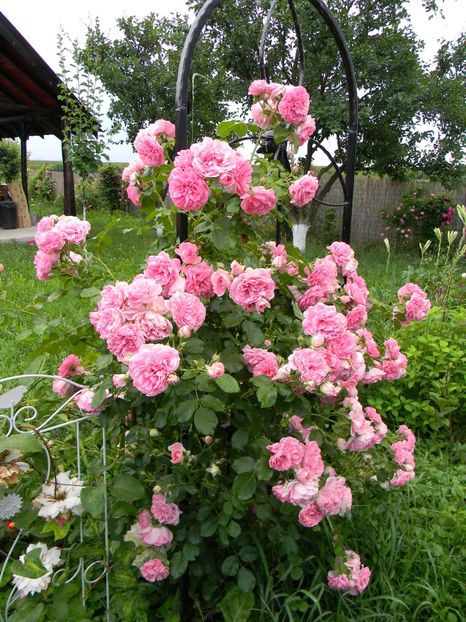 Uetersens rosenprinzessin - Trandafiri urcatori 2018