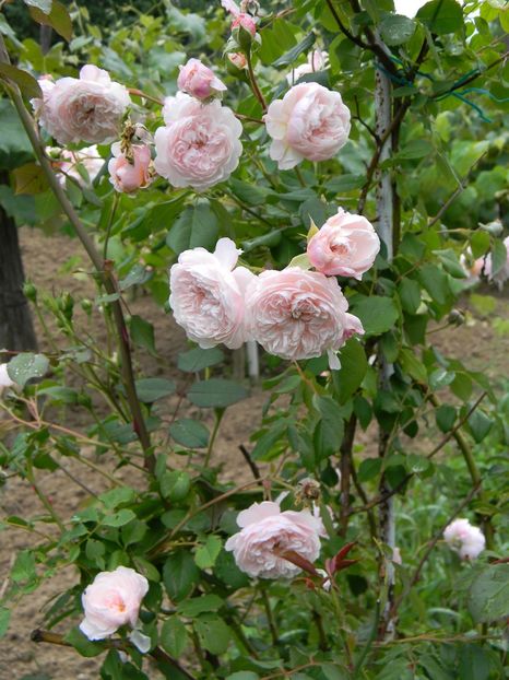 Albrighton rambler - Trandafiri urcatori 2018