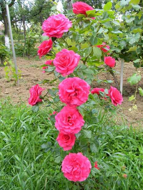 Maritim - Trandafiri urcatori 2018