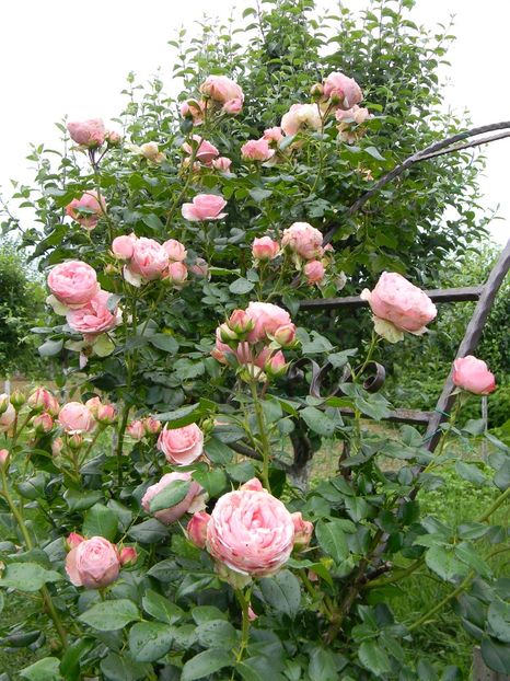 Giardina - Trandafiri urcatori 2018