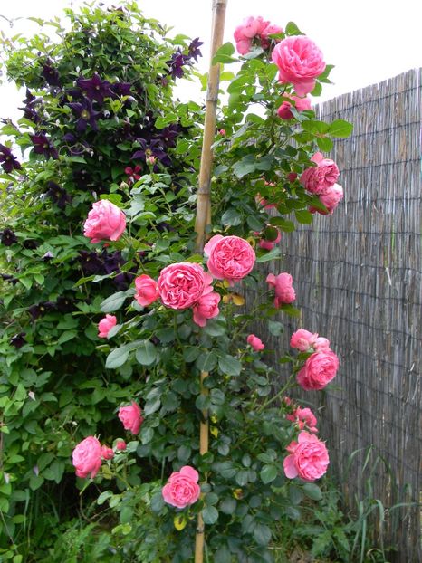 Ldv climbing - Trandafiri urcatori 2018