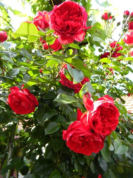  - Trandafiri urcatori 2018