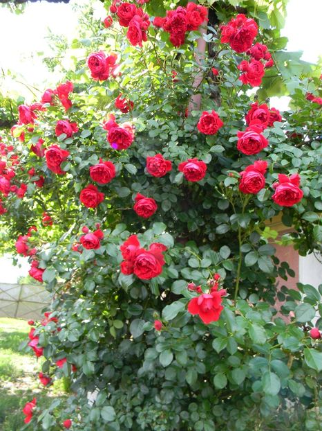  - Trandafiri urcatori 2018