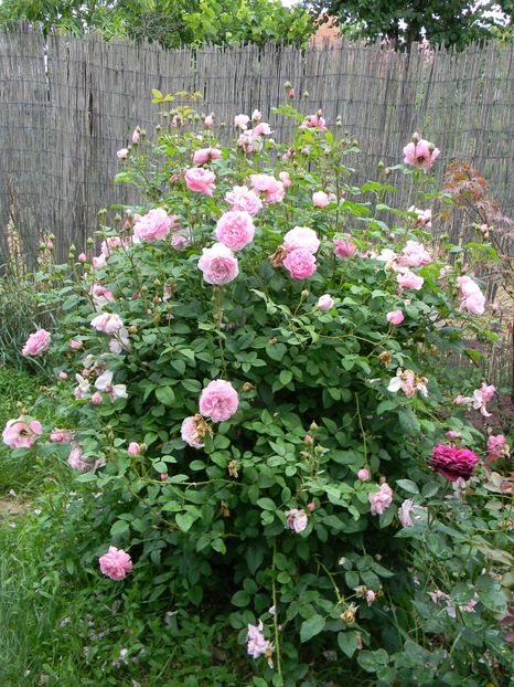 Cottage rose - Trandafiri 2018