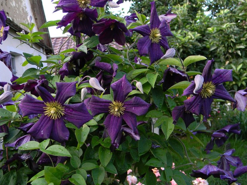 Romantika - Clematite 2018