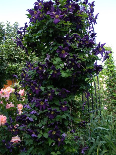  - Clematite 2018