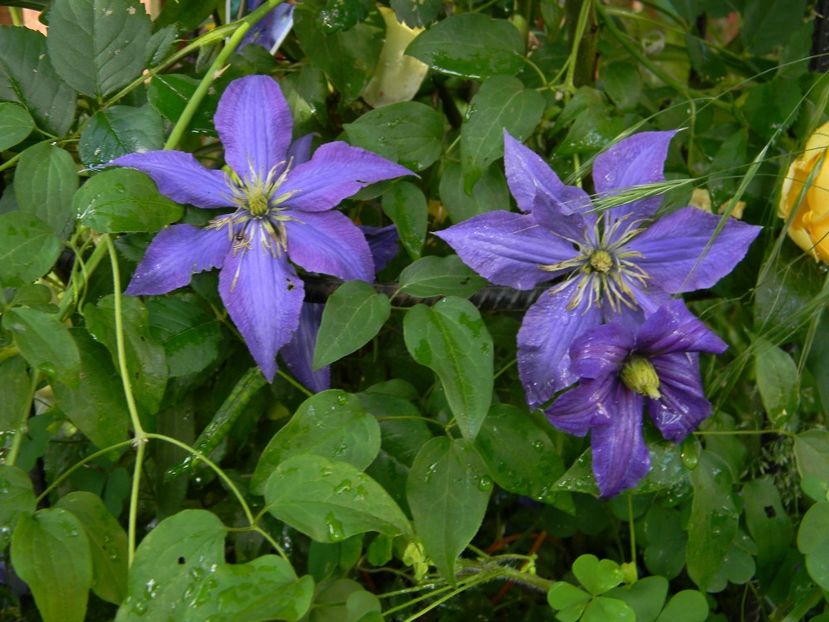 Rhapsody - Clematite 2018