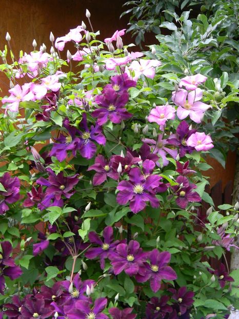 W N danuta - Clematite 2018