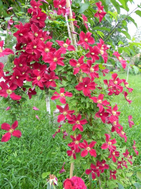 Vitiwester - Clematite 2018