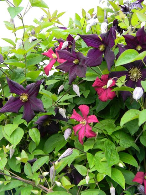 Romantika mme Julia Correvon - Clematite 2018