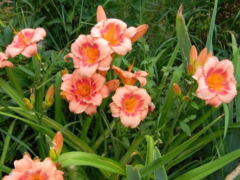 Strawberry candy - xx Colectie hemerocallis