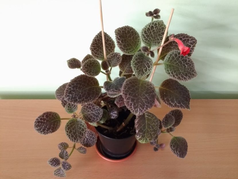 Tiger Stripe - Tiger-Stripe 2016 - 2017 - 2018