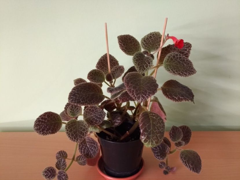 P_20180525_202922 - Tiger-Stripe 2016 - 2017 - 2018