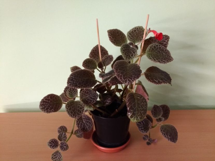 P_20180525_202923 - Tiger-Stripe 2016 - 2017 - 2018