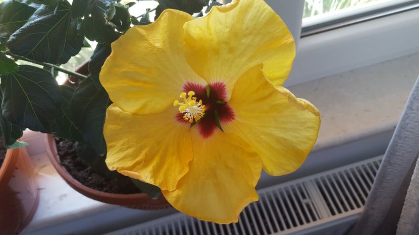  - Hibiscus Adonicus Yellow