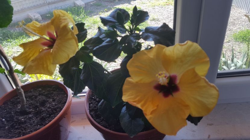 Am inflorit din nou - Hibiscus Adonicus Yellow