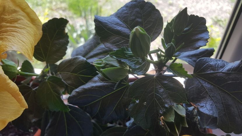  - Hibiscus Adonicus Yellow