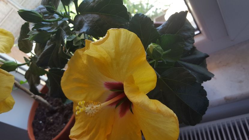  - Hibiscus Adonicus Yellow