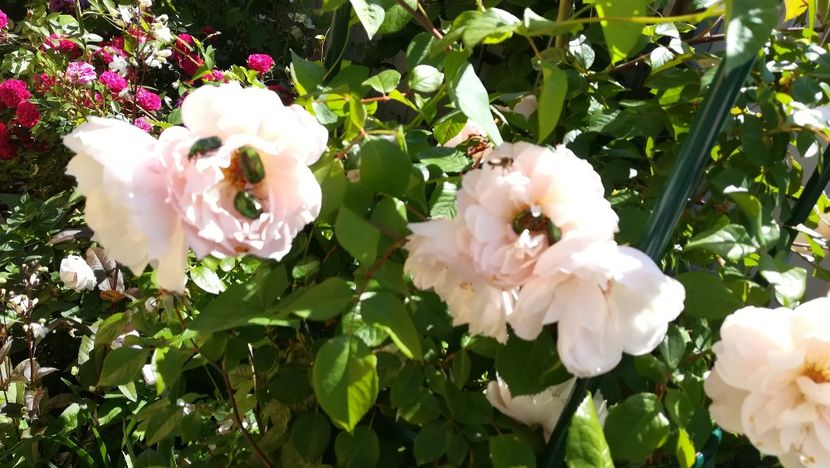  - The Generous Gardener