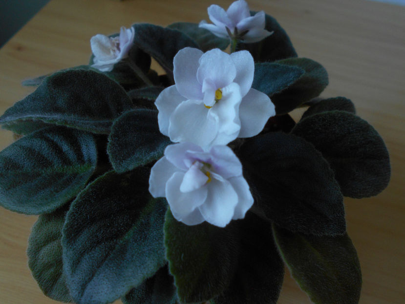  - violete comune