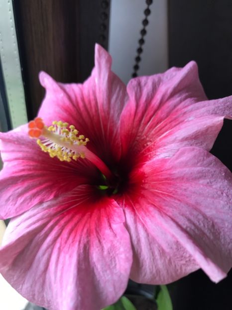 26.05.2018 - Pink Dream - Hibiscus 2018