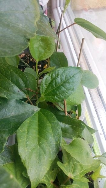 Hibiscus din seminte  3 luni - Rasad de hibiscusi din seminte