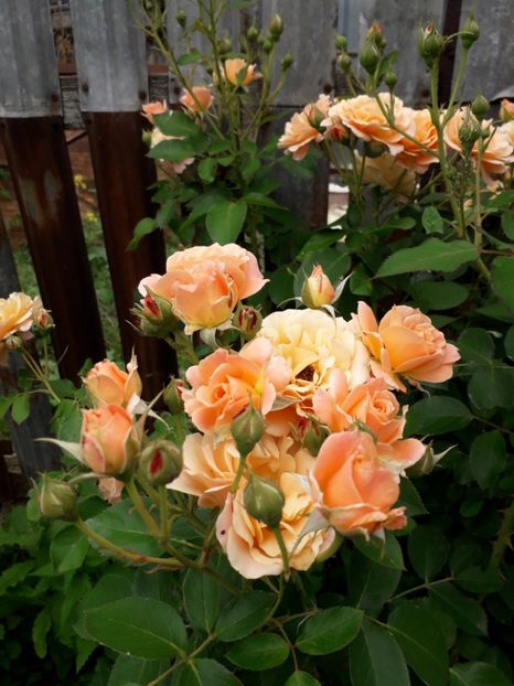 2018 - Bordure Apricot