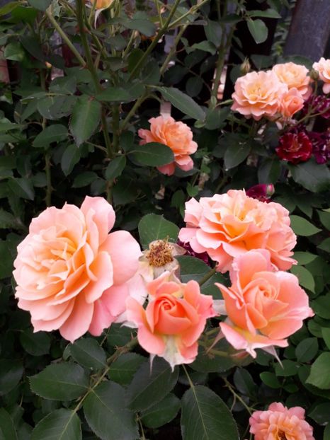 2018 - Bordure Apricot