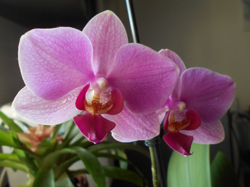  - orhidee 07 Carrefour Dej-am pierdut-o