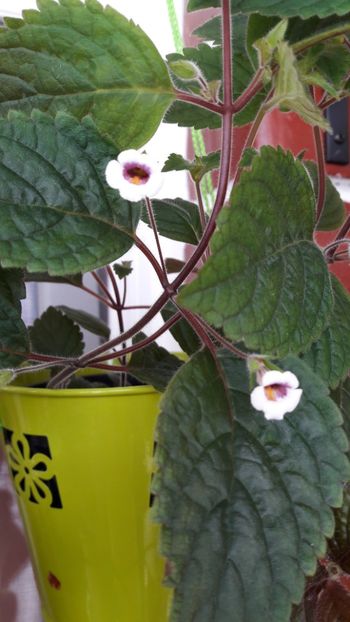 Misera - 09 Achimenes 2018