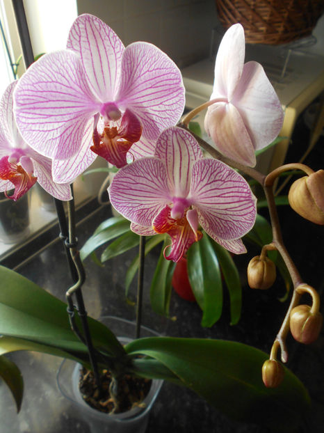  - orhidee 08 Dej 14 feb 2017