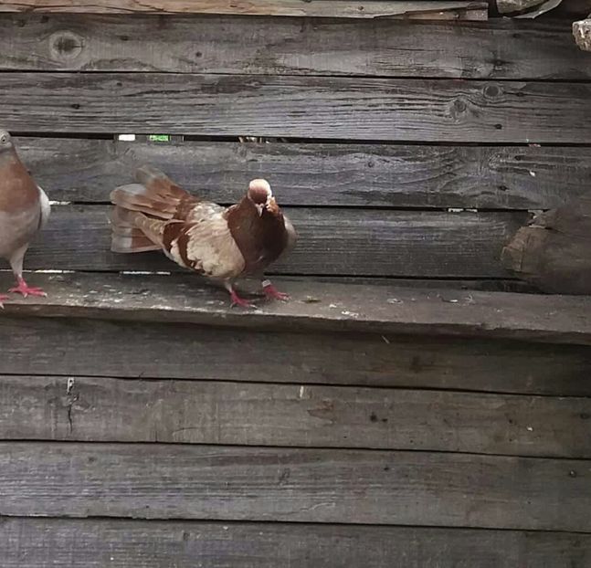 received_839466346243796-1 - 9-Dungat Romanesc