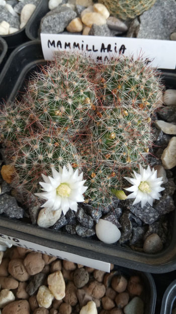 28.05.2018 - Mammillaria zeilmanniana v albiflora