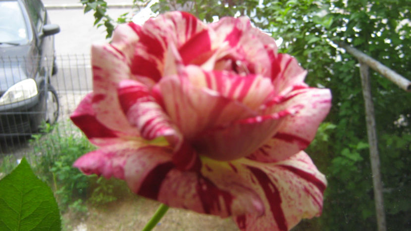 vinzare 188 - la tara