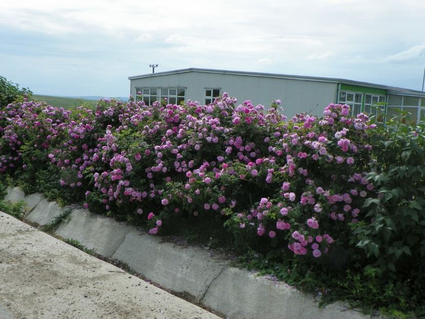 27 mai (13) - Gard de trandafiri