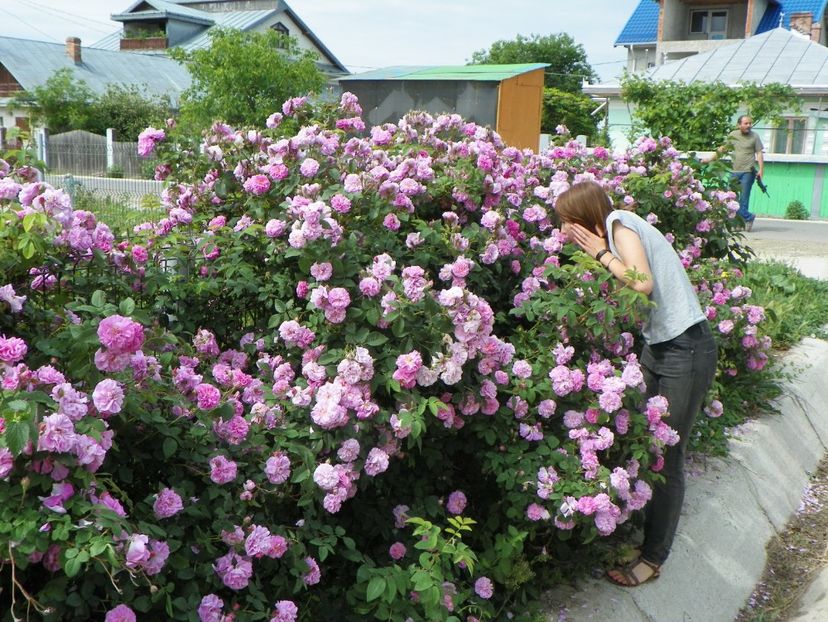27 mai (16) - Gard de trandafiri