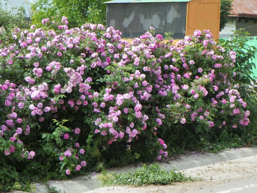 27 mai (17) - Gard de trandafiri