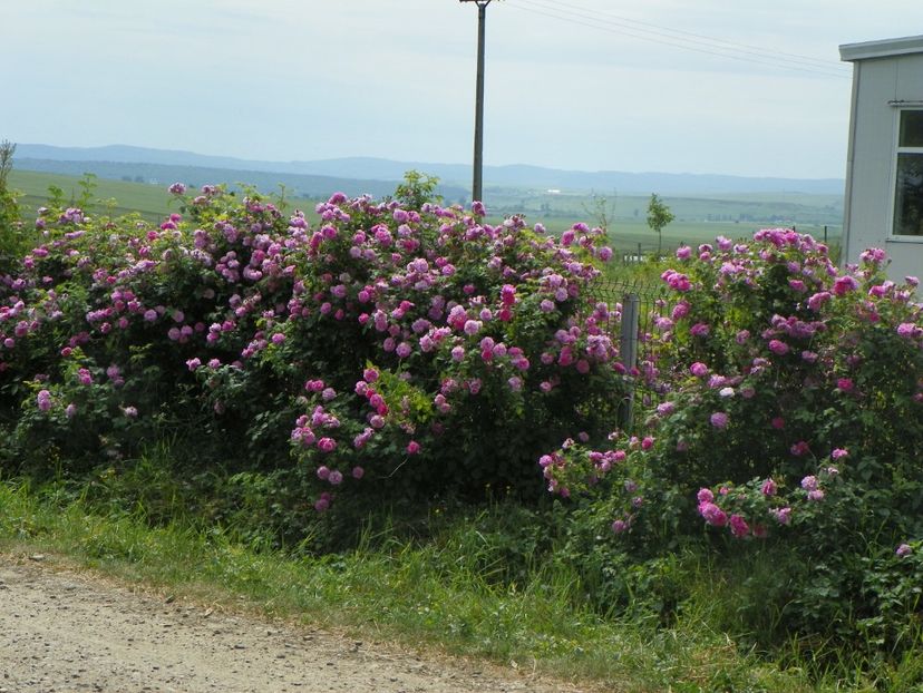 27 mai (18) - Gard de trandafiri