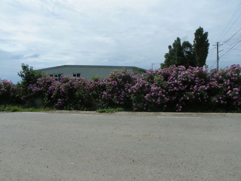 27 mai (21) - Gard de trandafiri