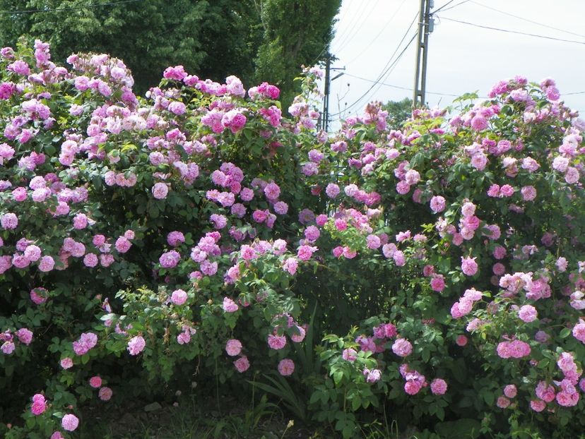 27 mai (22) - Gard de trandafiri