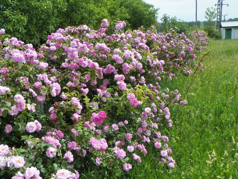 27 mai (23) - Gard de trandafiri